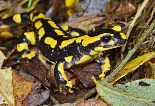 A la découverte des salamandres