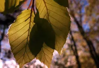 Sortie nature : Ecorces et feuilles d'arbre