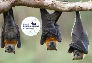 Sortie Nature : Découverte des chauves-souris