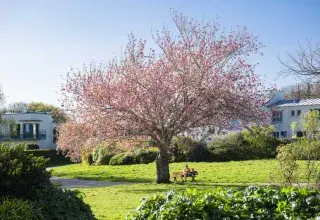 Rencontre : Y'a-t-il une sagesse des arbres ?