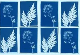 Atelier Art et botanique