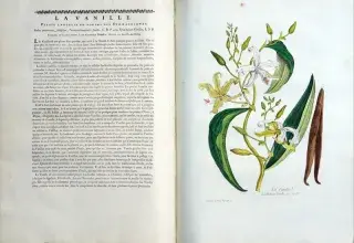 Exposition - Végétal. Balade botanique dans les collections patrimoniales