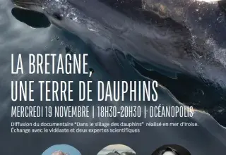 Soirée projection -débat : La Bretgne, une terre de dauphins
