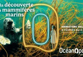 À la découverte des mammifères marins