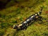 A la découverte des salamandres