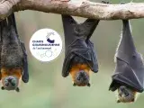 Sortie Nature : Découverte des chauves-souris