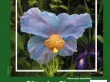 Journée des plantes du 1er mai