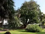 Visite guidée - Le jardin de l’hôpital Clermont-Tonnerre
